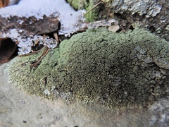 Xanthoparmelia plittii