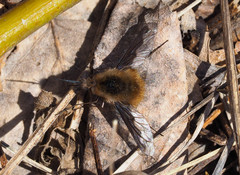 Bombylius major