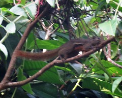 Callosciurus notatus