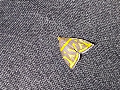 Hemerophila orinympha