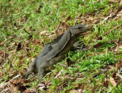 Varanus salvator macromaculatus