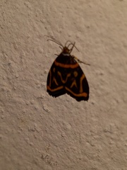 Hemerophila orinympha