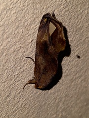 Oraesia nobilis