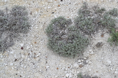 Artemisia hololeuca