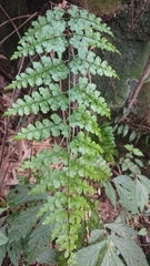 Asplenium pseudolaserpitiifolium