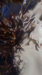 Bifurcariopsis capensis