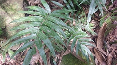 Bolbitis angustipinna