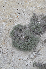 Artemisia hololeuca