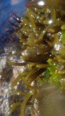 Brassicophycus sisymbrioides