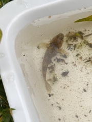Gobiomorphus cotidianus