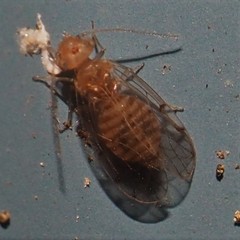 Ectopsocus meridionalis