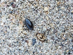 Phaleria panamensis
