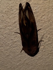 Oraesia nobilis
