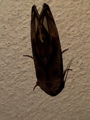 Oraesia nobilis