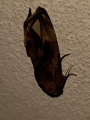 Oraesia nobilis