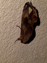 Oraesia nobilis