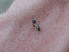 Dimorphopterus spinolae