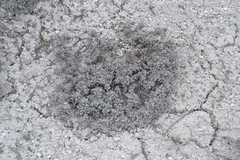 Artemisia hololeuca