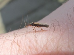 Dimorphopterus spinolae