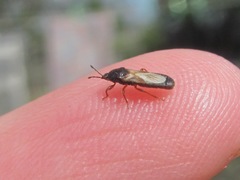 Dimorphopterus spinolae