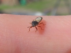 Dimorphopterus spinolae