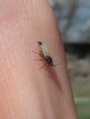 Dimorphopterus spinolae