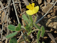 Medicago minima