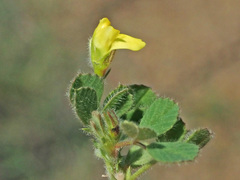 Medicago minima