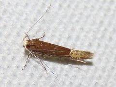 Labdia citracma