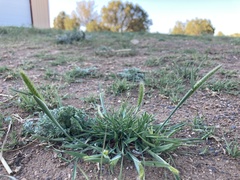 Elymus elymoides elymoides