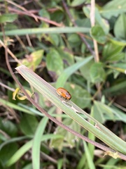 Coptocephala pallens