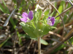 Legousia hybrida