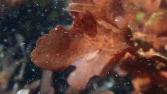 Botryocarpa prolifera