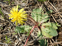 Taraxacum thracicum