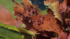 Botryocarpa prolifera