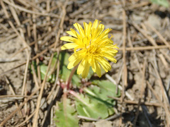 Taraxacum thracicum