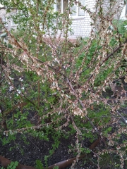 Magnoliopsida