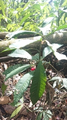 Ardisia cornudentata stenosepala