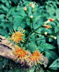 Kleinia petraea