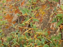 Berberis grevilleana