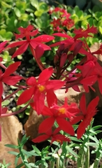 Epidendrum × obrienianum