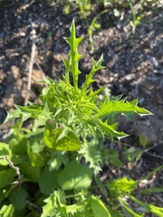 Eryngium hookeri