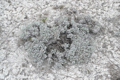 Artemisia hololeuca
