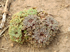 Oxalis chachahuensis