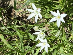 Ornithogalum woronowii