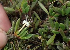 Wilsonia backhousei