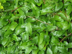 Bistorta officinalis