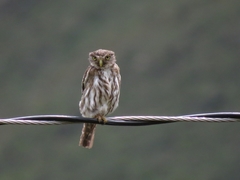 Glaucidium peruanum