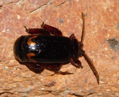 Cerapterus