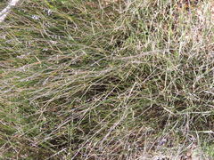 Ehrharta ramosa aphylla